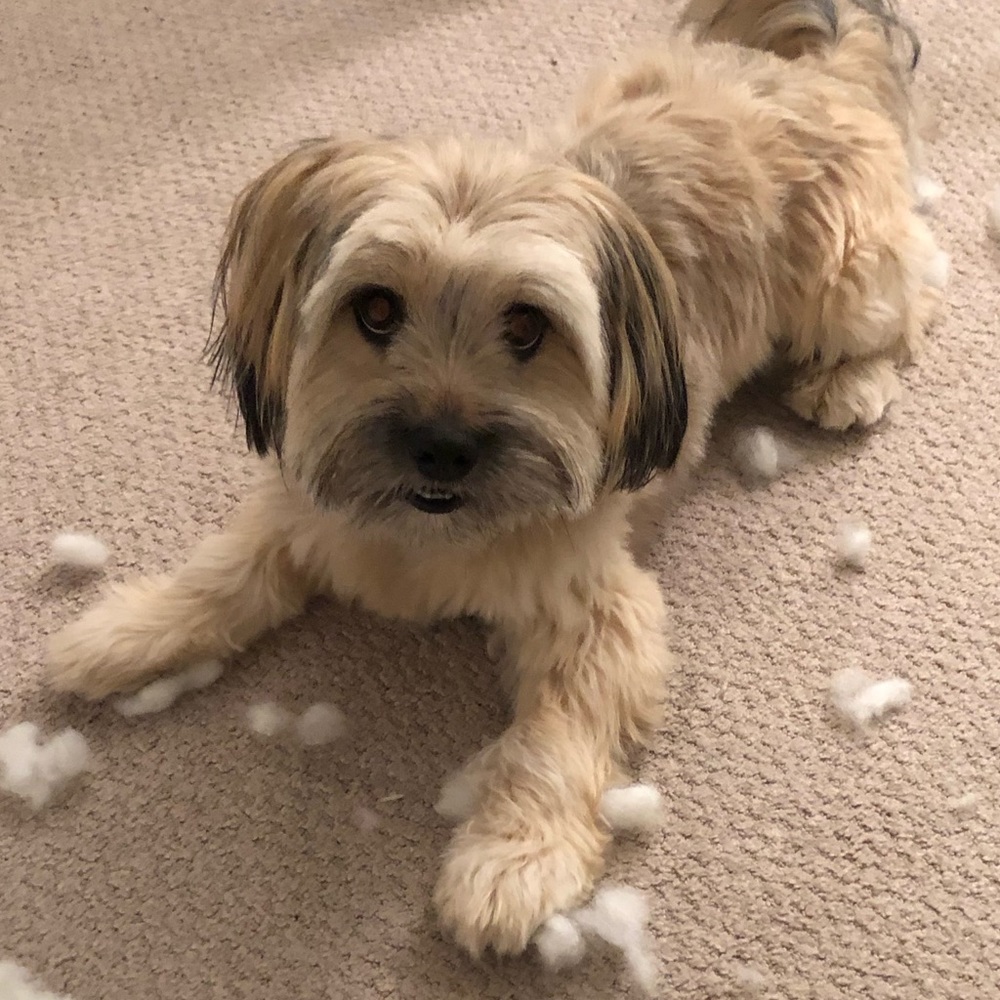 Meet your Posher, Candice